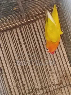 Love Bird Sale