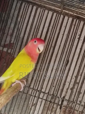 Love Bird Sale