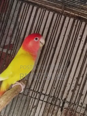 Love Bird Sale