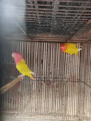 Love Bird Sale