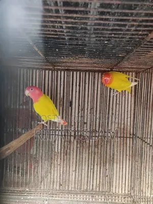 Love Bird Sale