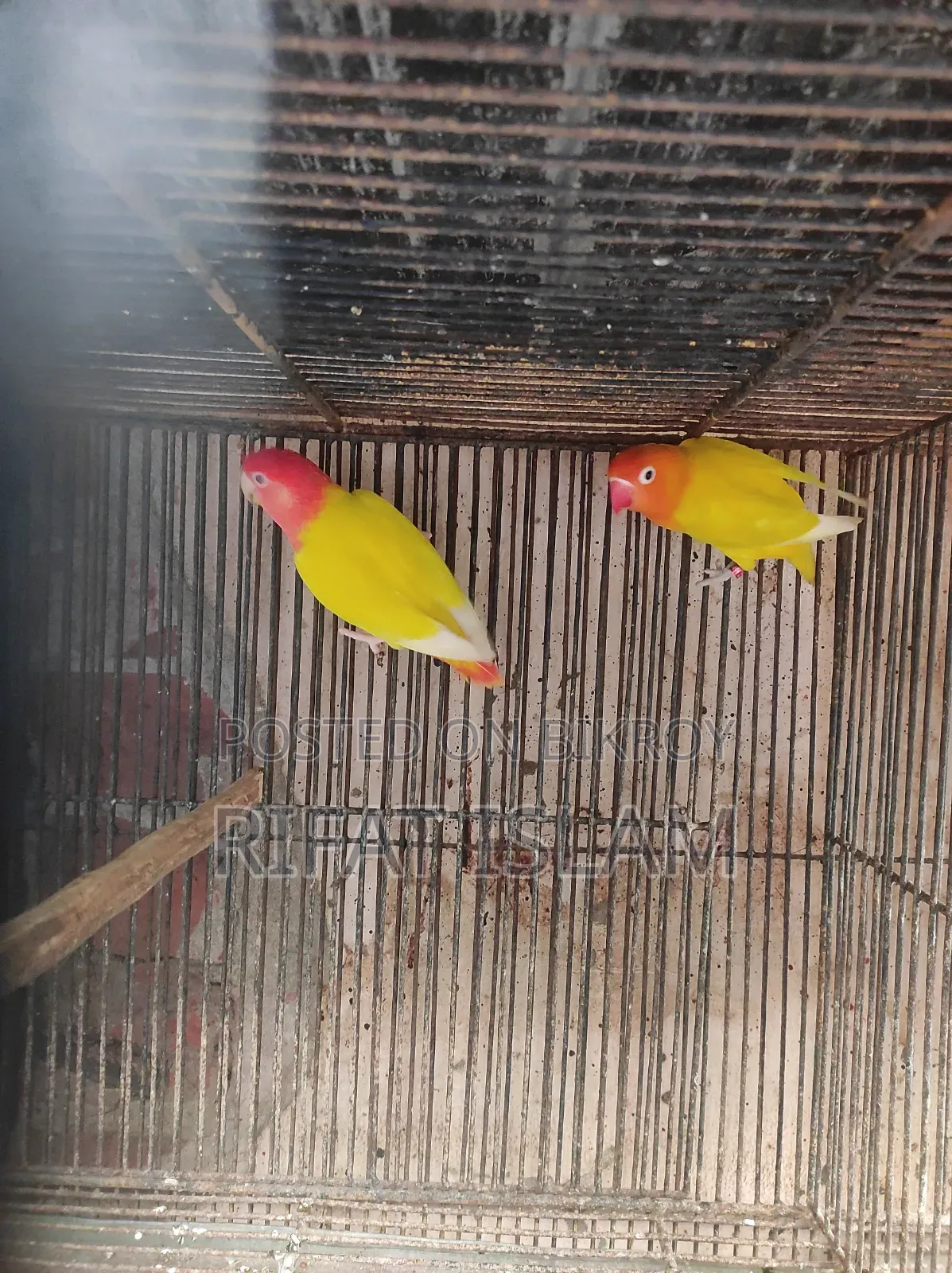 Love Bird Sale