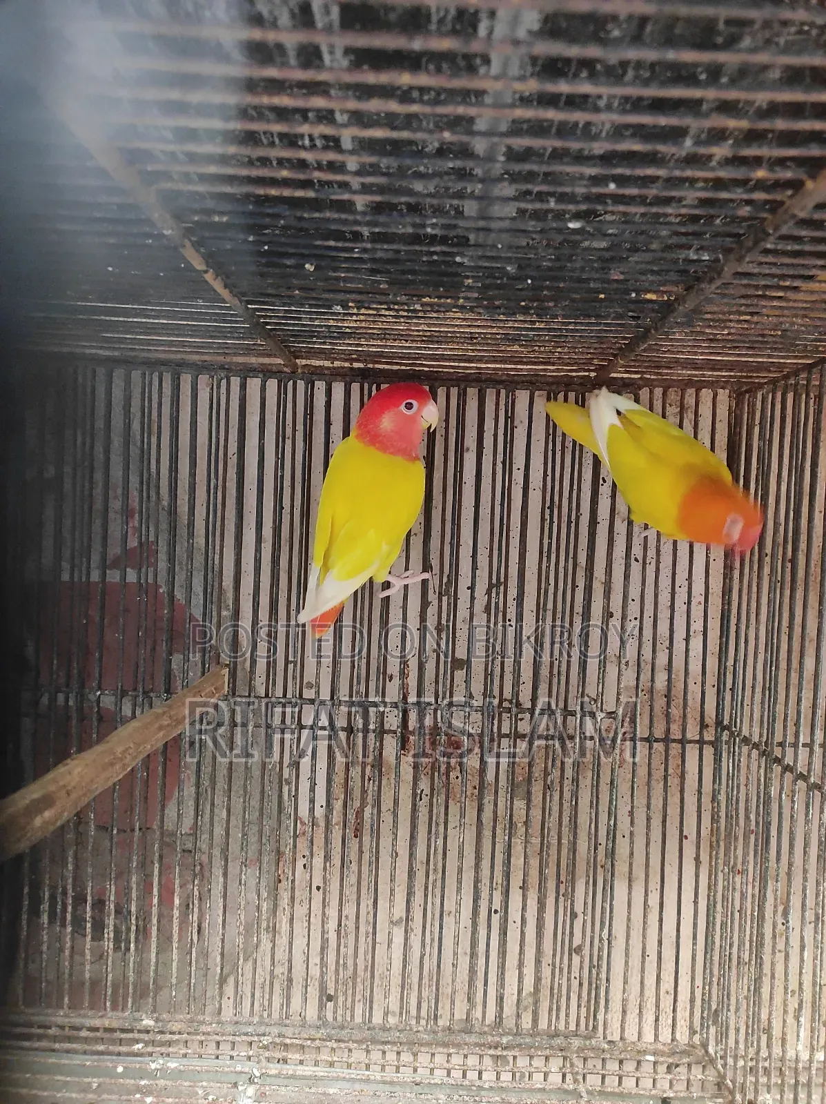 Love Bird Sale