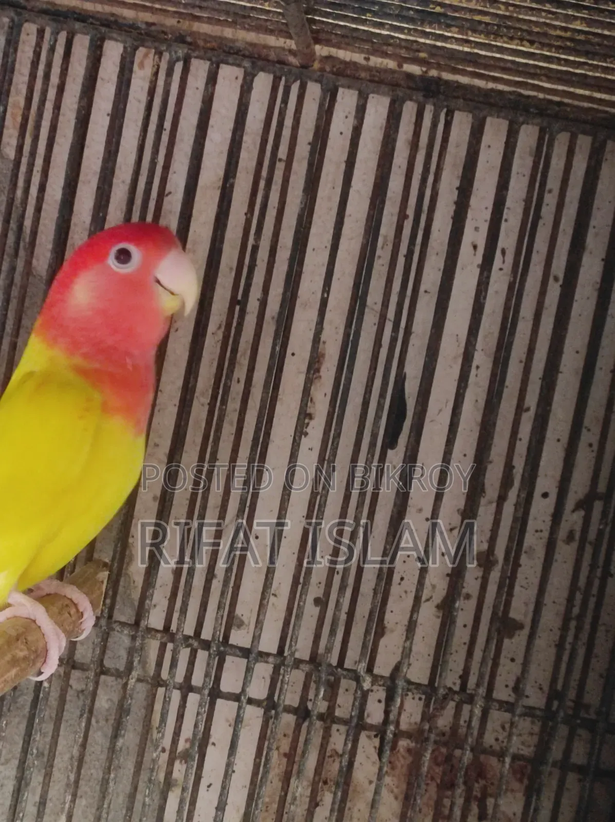 Love Bird Sale