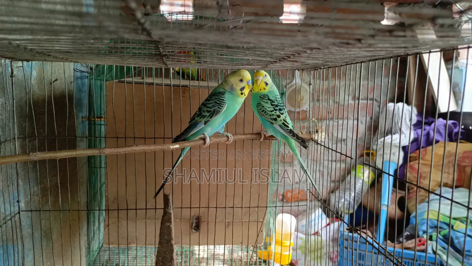 Pair with Cage