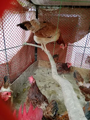 Deshi Chicken