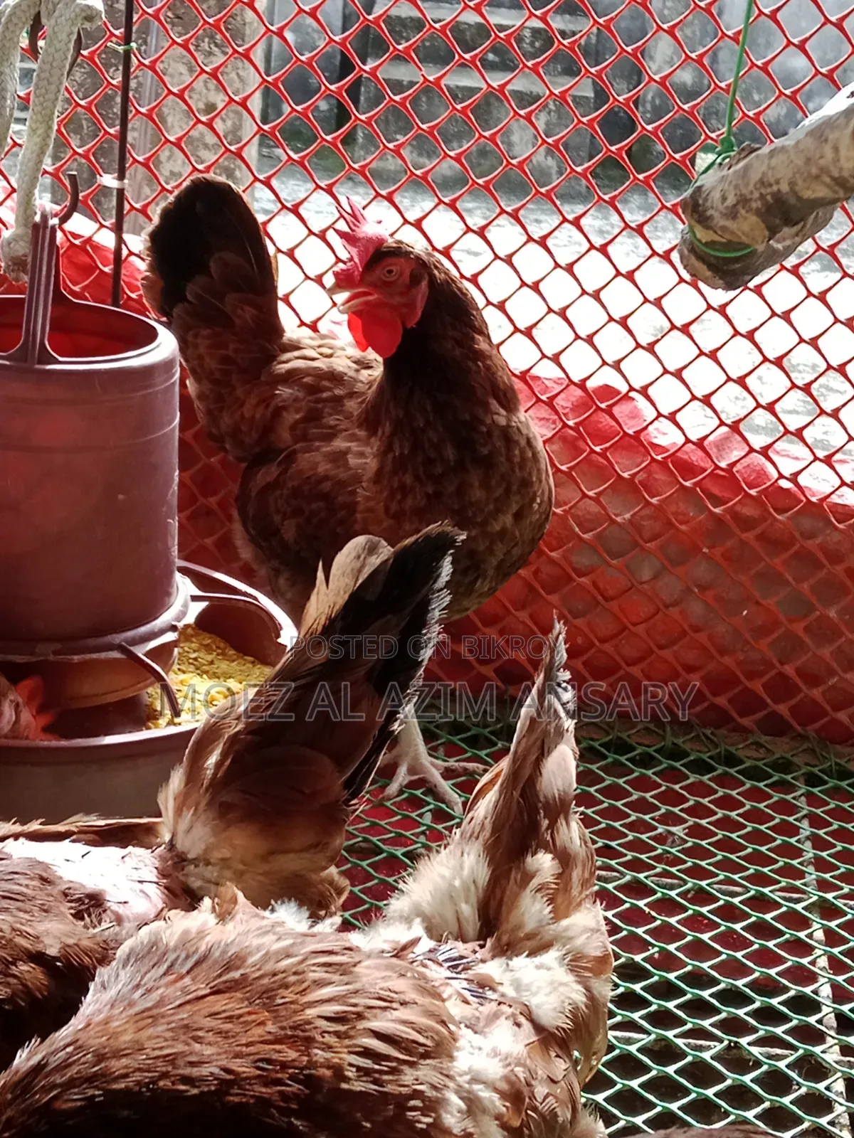 Deshi Chicken