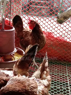 Deshi Chicken