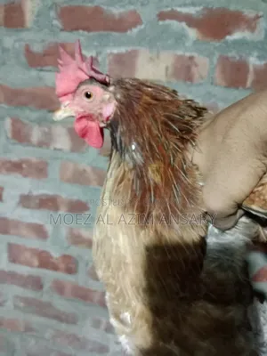 দেশী মুরগী