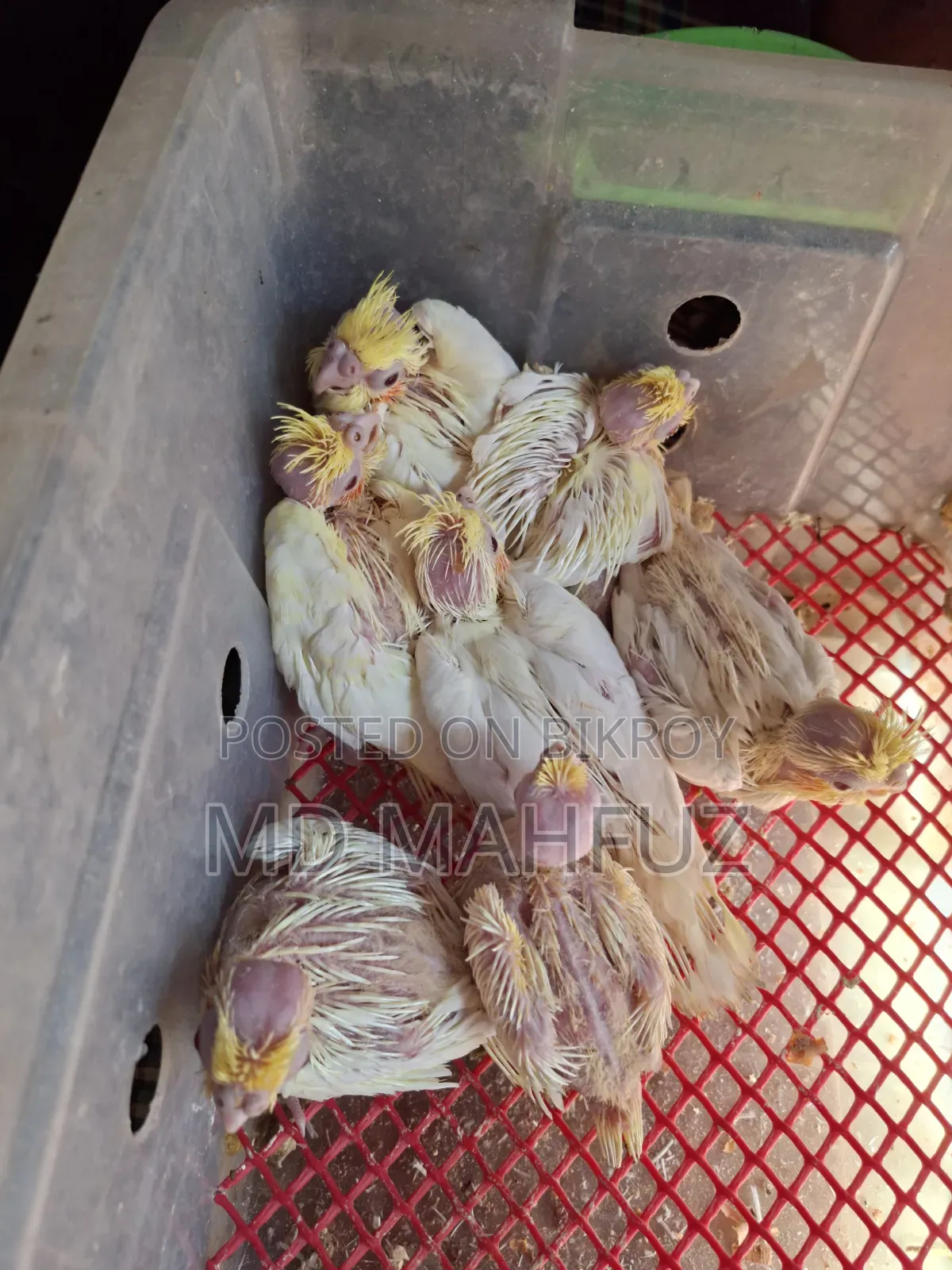 Tame Sized Cockatiel Bird