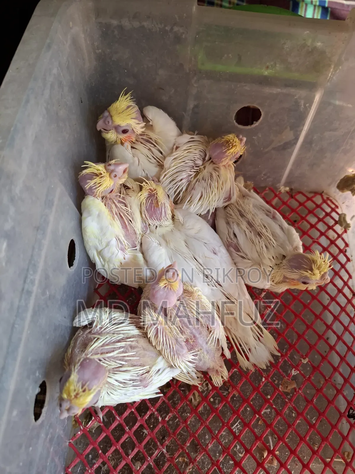 Tame Sized Cockatiel Bird
