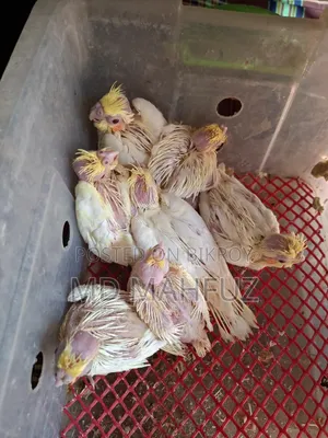 Tame Sized Cockatiel Bird