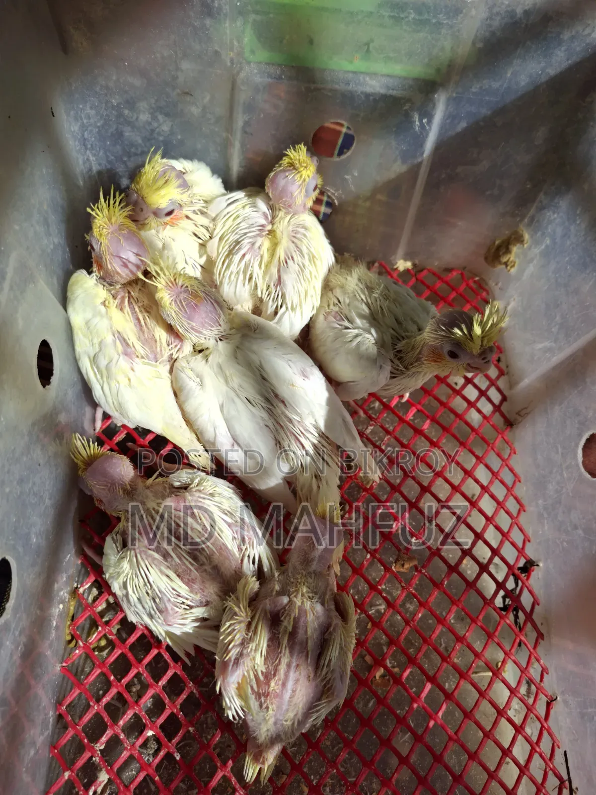 Tame Sized Cockatiel Bird