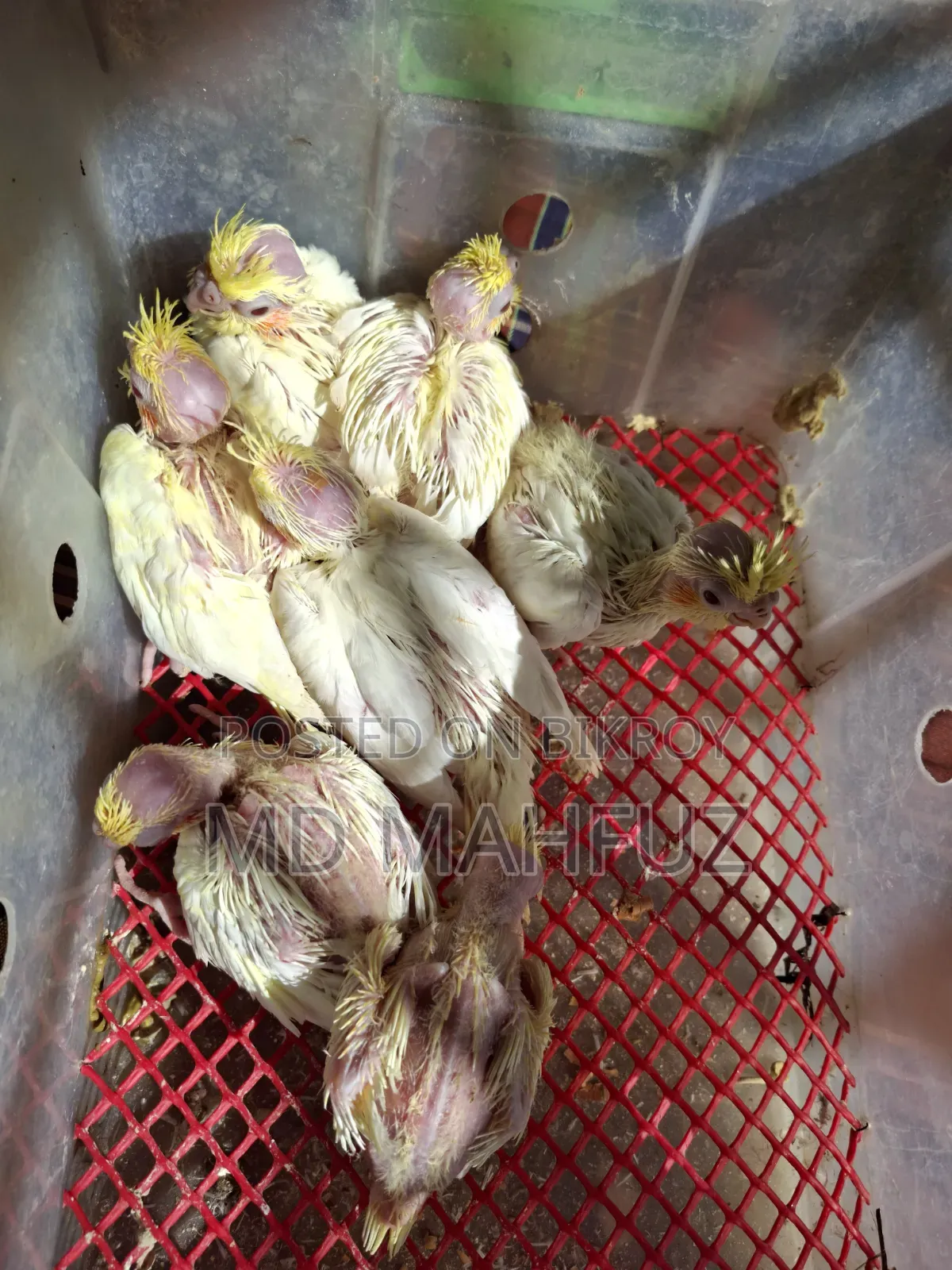 Tame Sized Cockatiel Bird