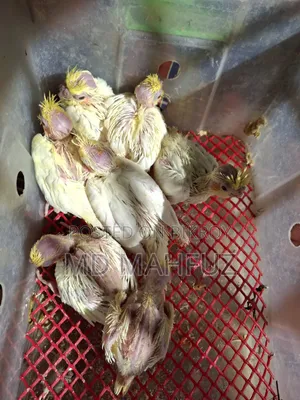 Tame Sized Cockatiel Bird
