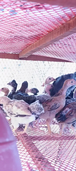Deshi Chicken Chicks