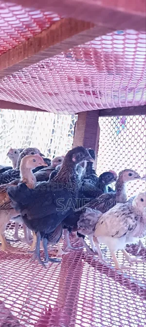Deshi Chicken Chicks