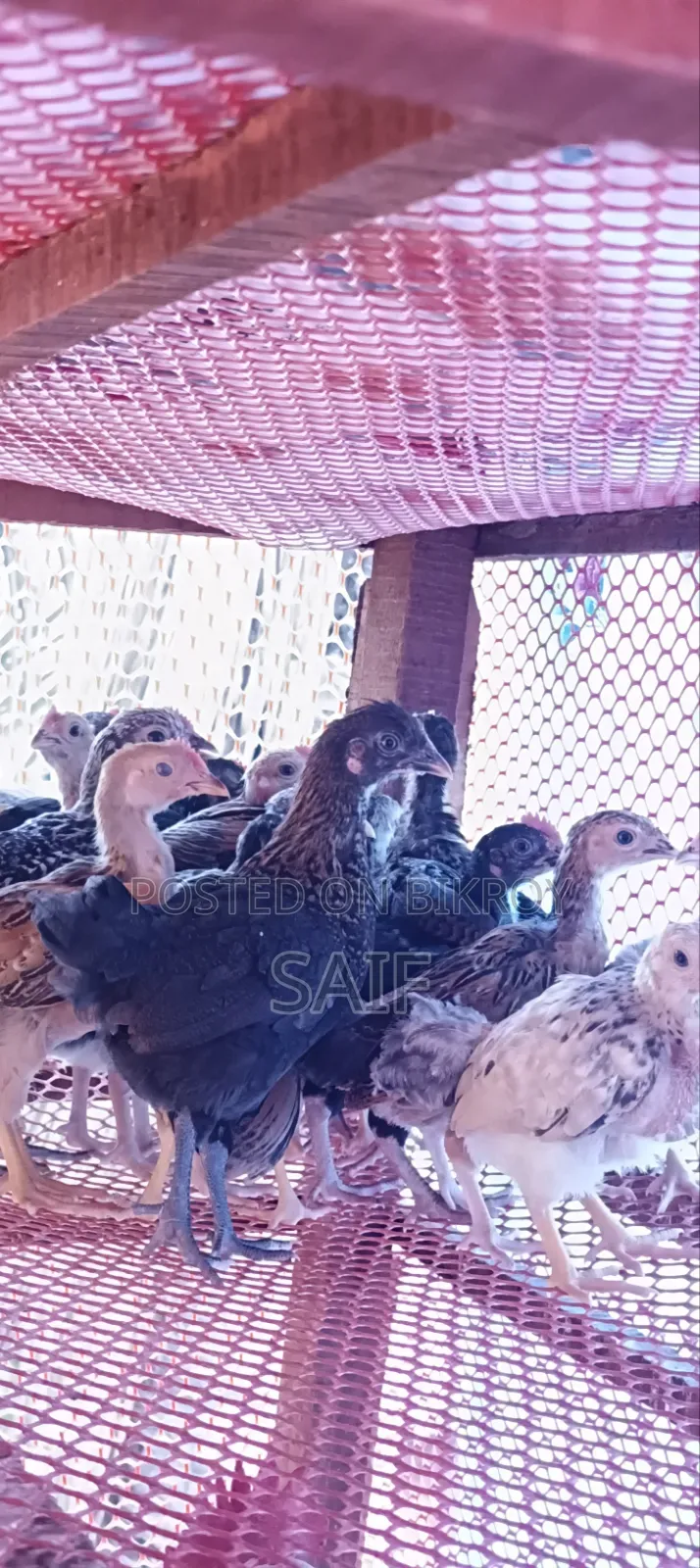 Deshi Chicken Chicks
