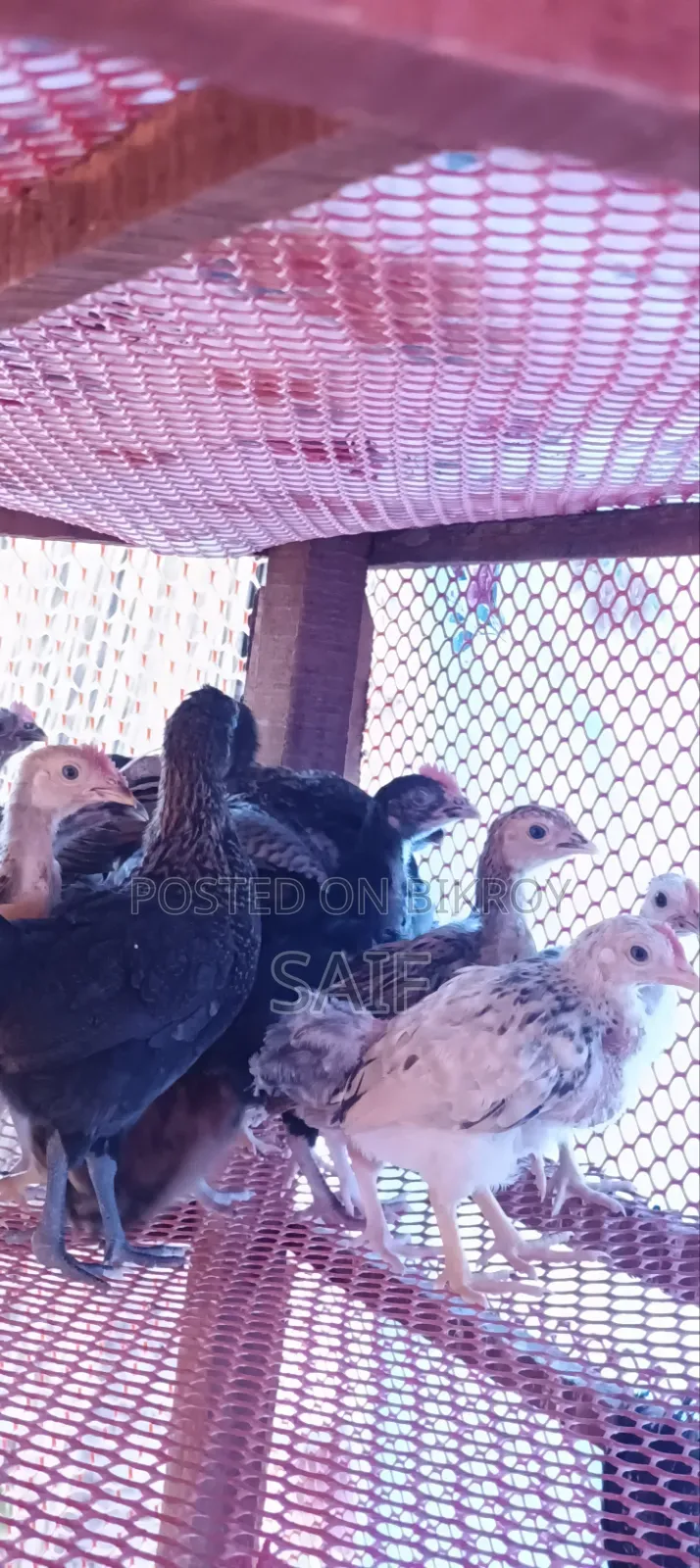 Deshi Chicken Chicks