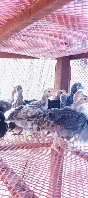 Deshi Chicken Chicks