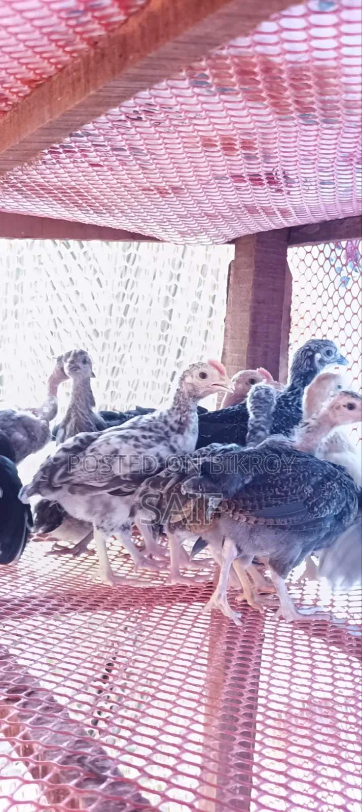 Deshi Chicken Chicks