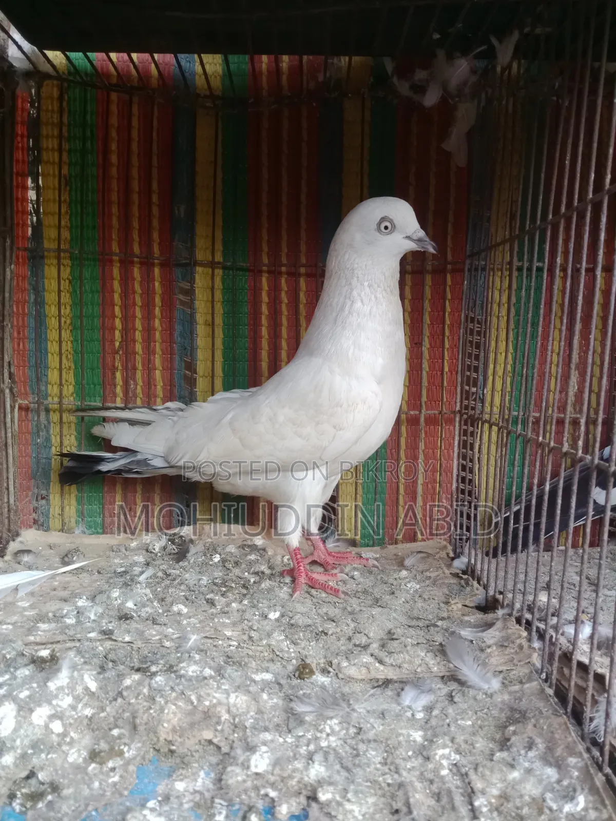 Giribaj Kaldom Male Pigeon