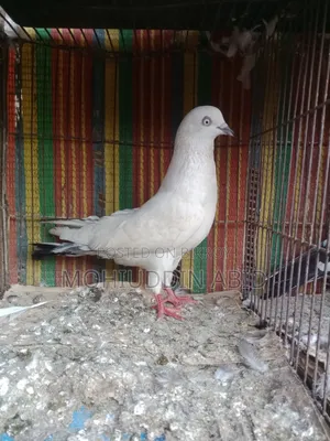 Giribaj Kaldom Male Pigeon