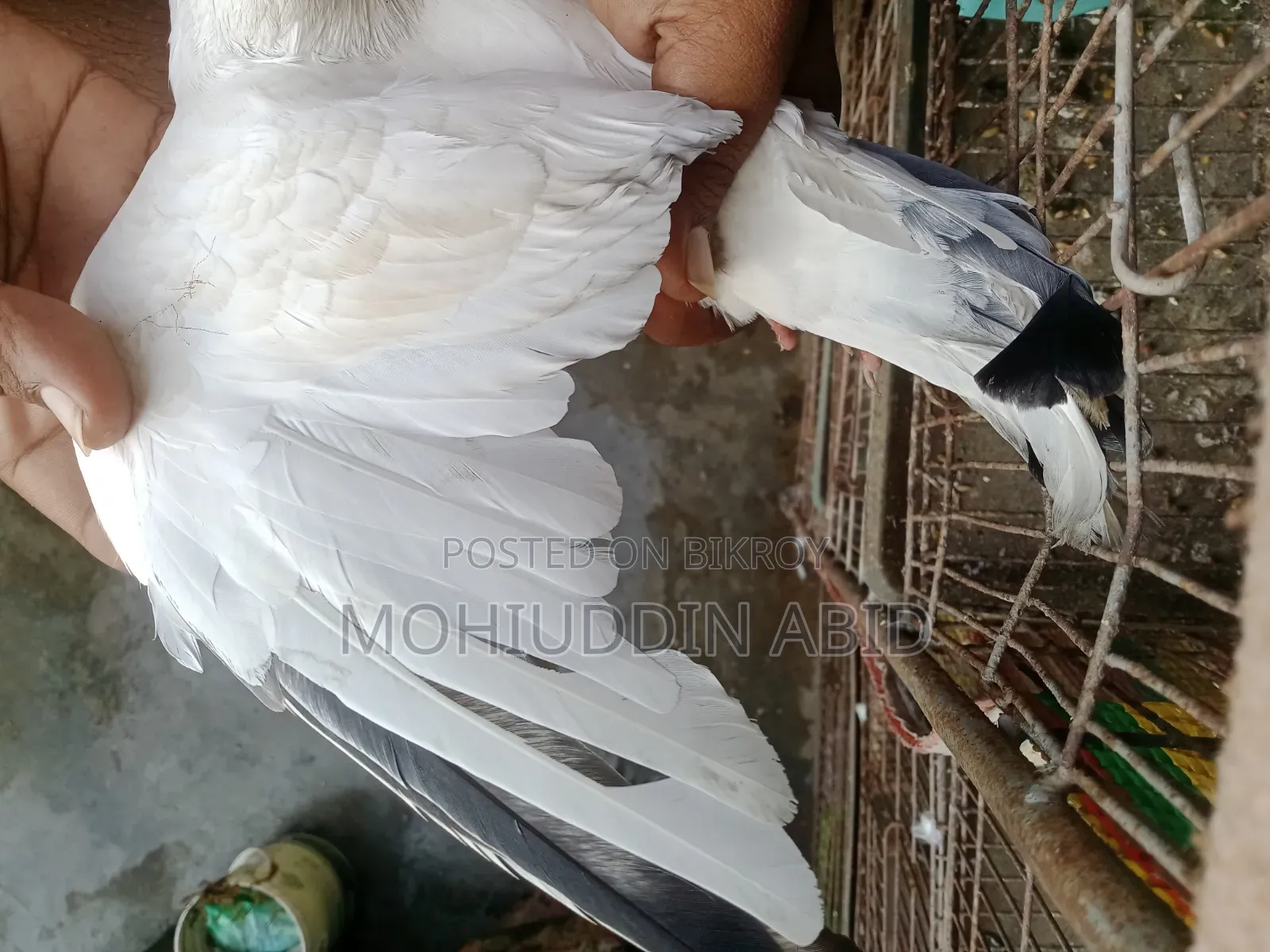 Giribaj Kaldom Male Pigeon