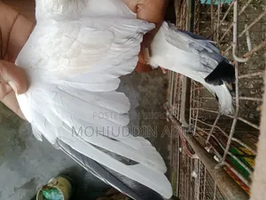 Giribaj Kaldom Male Pigeon