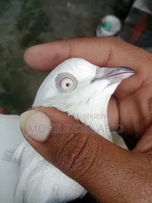 Giribaj Kaldom Male Pigeon