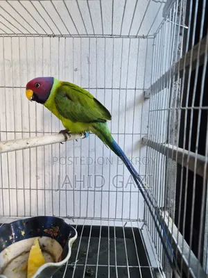 Beautiful Alexandrine Parakeet (Male)