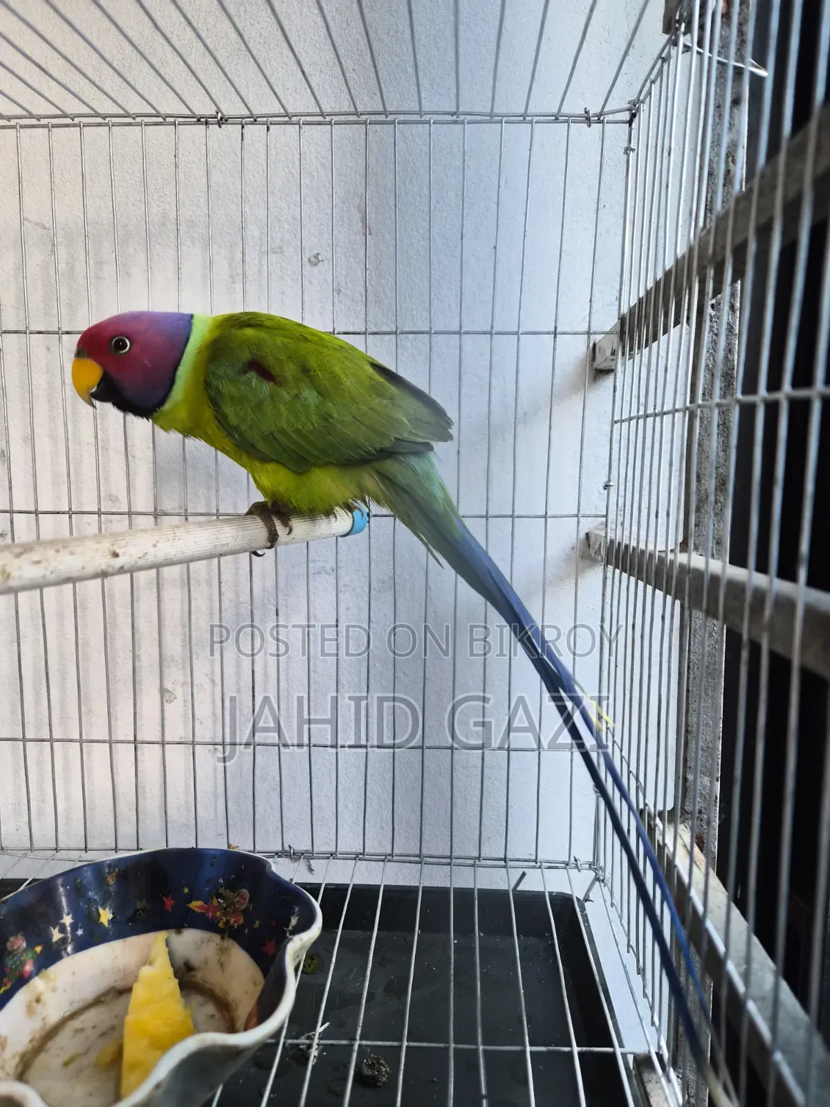 Beautiful Alexandrine Parakeet (Male)