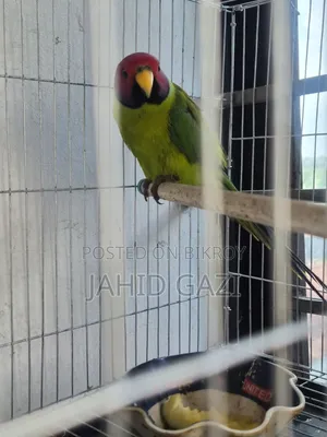 Beautiful Alexandrine Parakeet (Male)