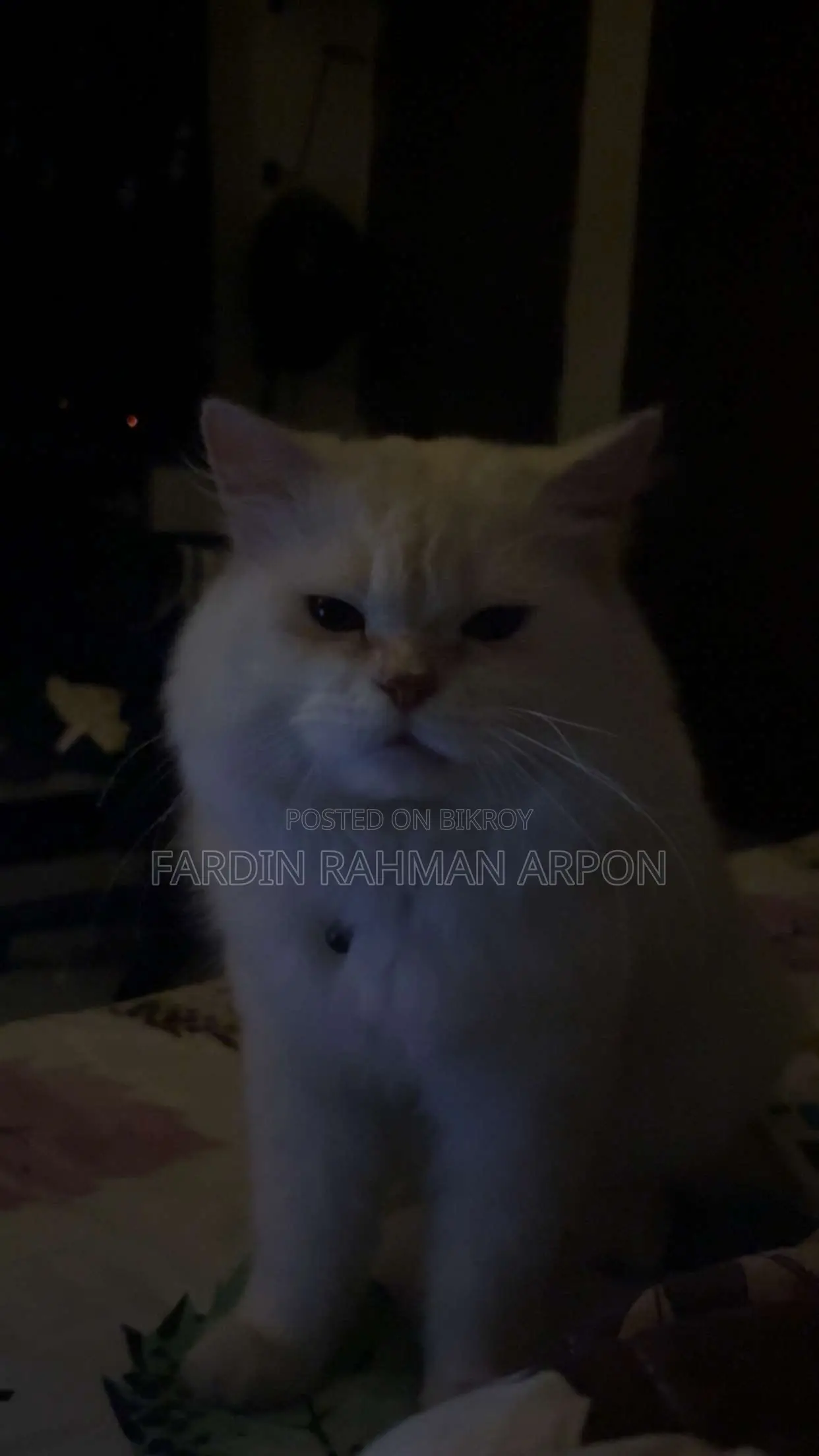 1+ year Male Purebred Persian