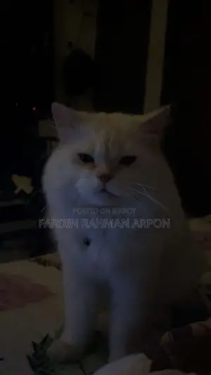 1+ year Male Purebred Persian