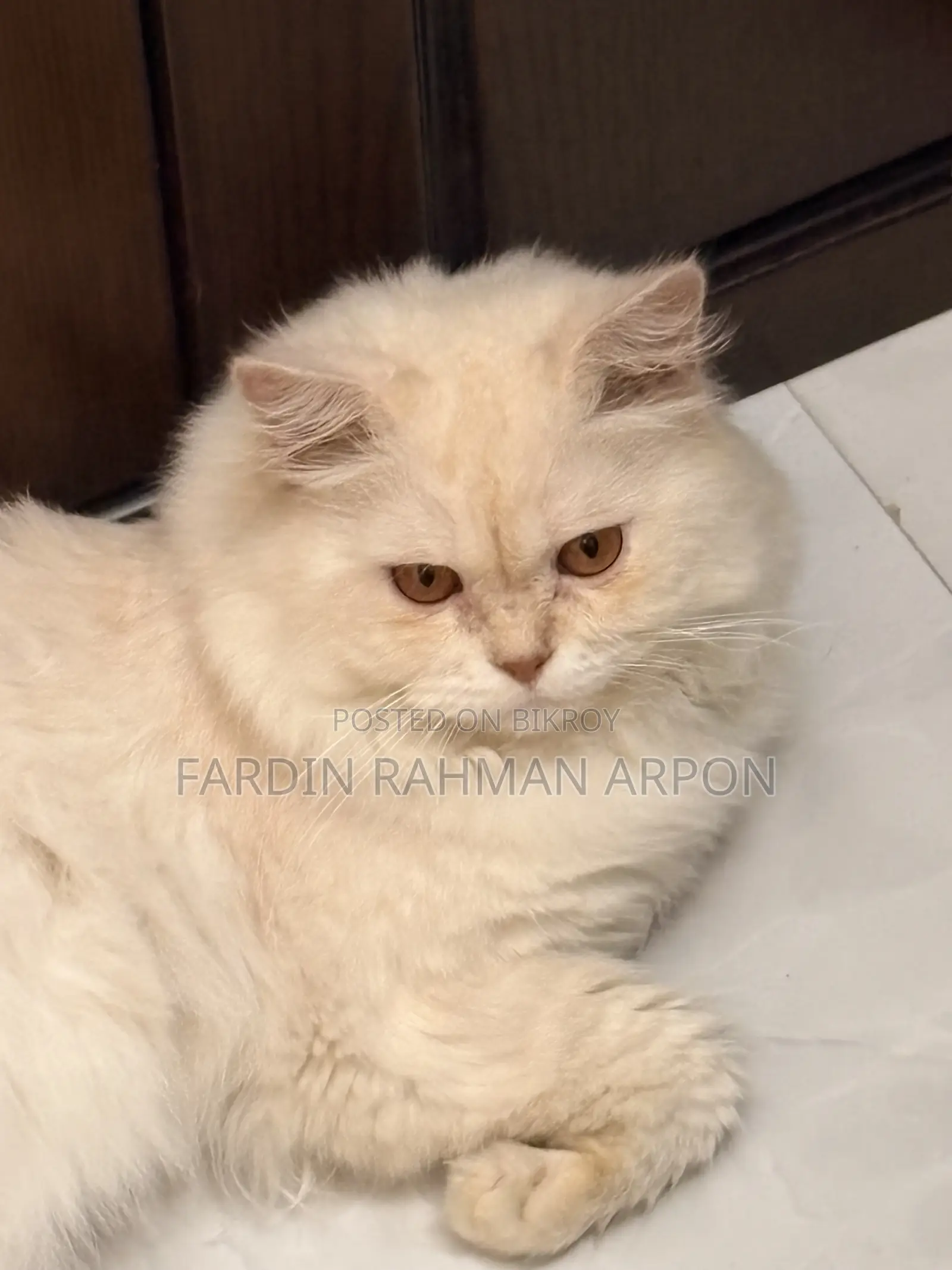 1+ year Male Purebred Persian
