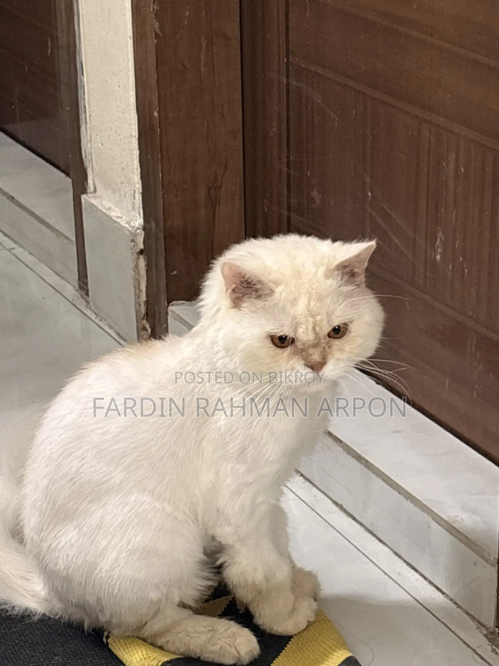 1+ year Male Purebred Persian