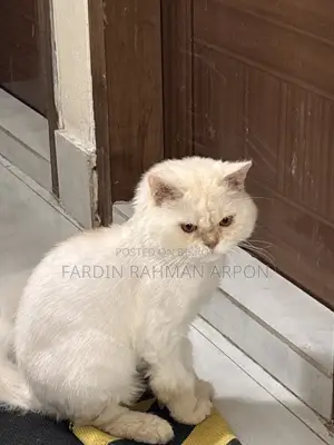 1+ year Male Purebred Persian