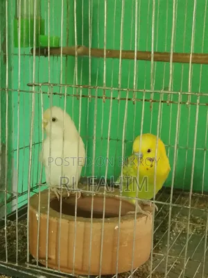 Running Bajigar Bird for Sale