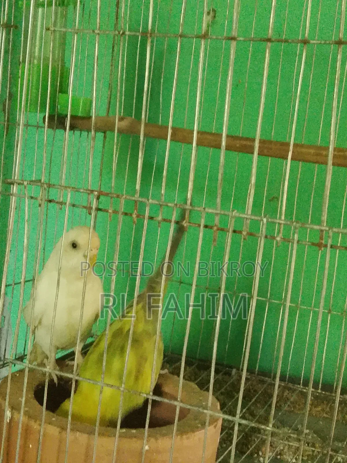 Running Bajigar Bird for Sale