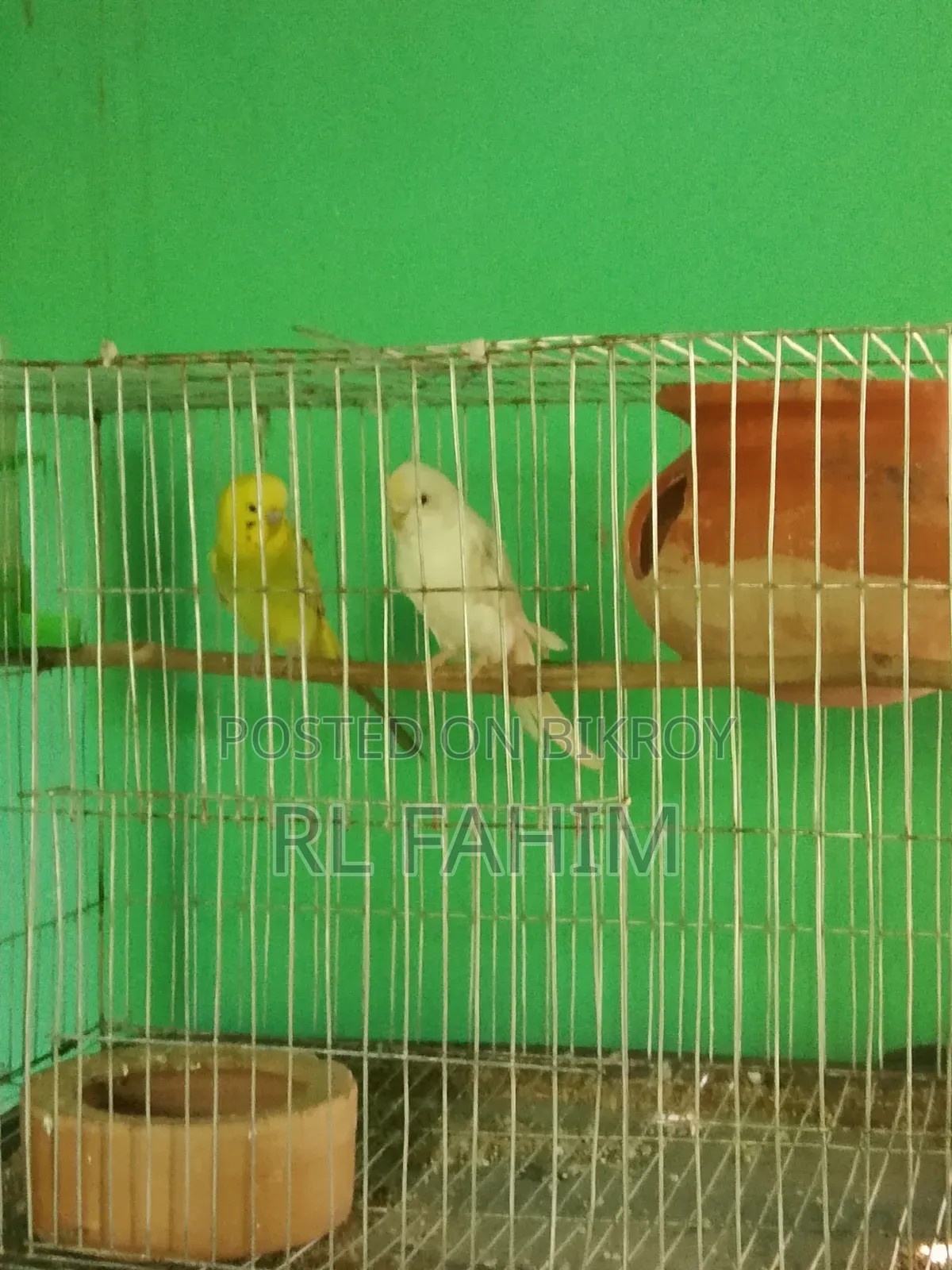 Running Bajigar Bird for Sale