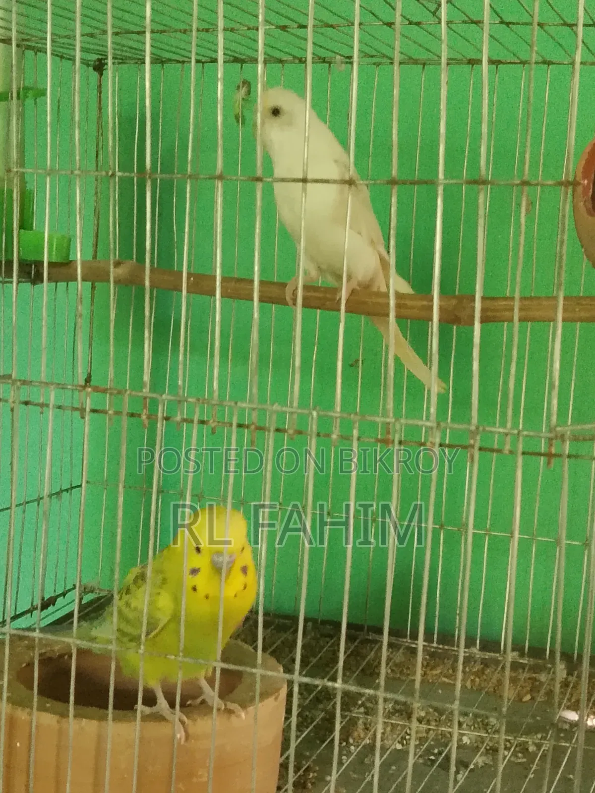 Running Bajigar Bird for Sale