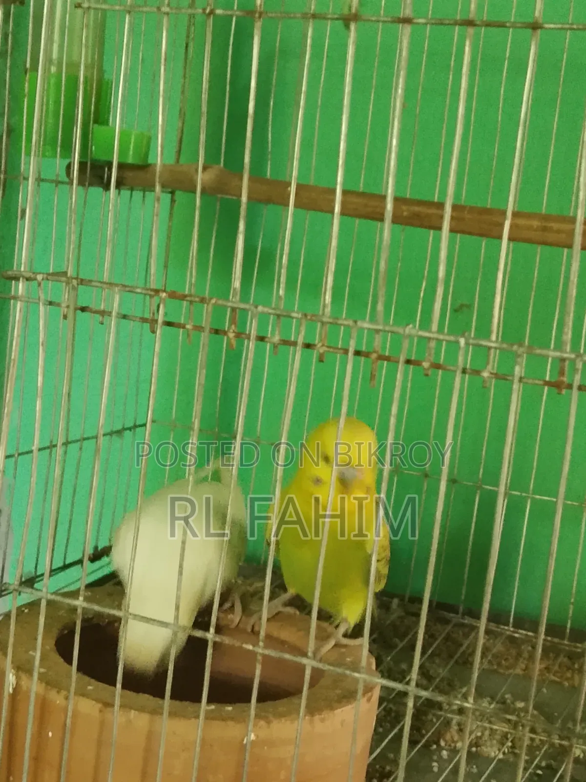 Running Bajigar Bird for Sale