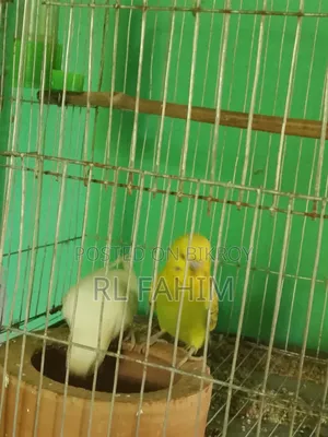 Running Bajigar Bird for Sale