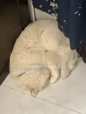 1+ year Male Purebred Persian