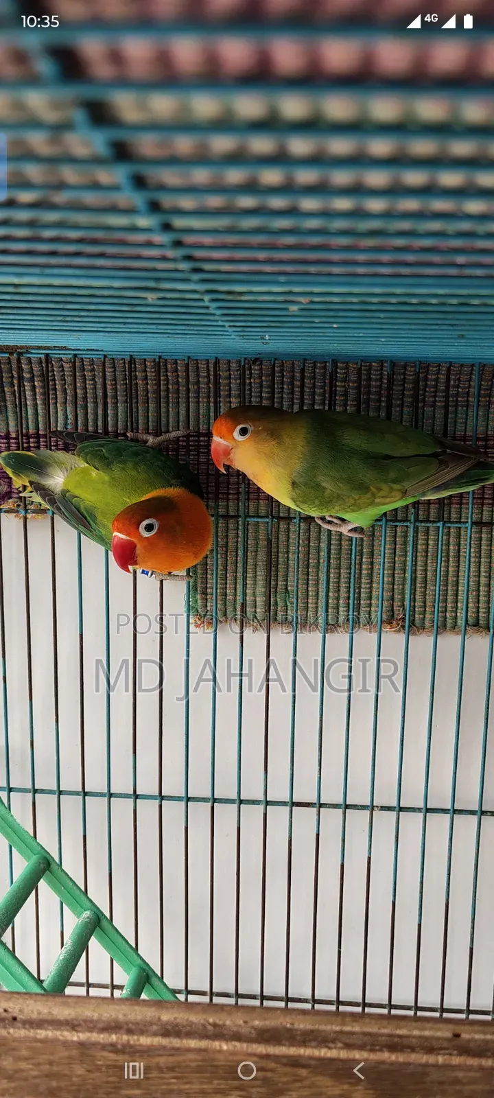 Breeding Pair Lovebirds