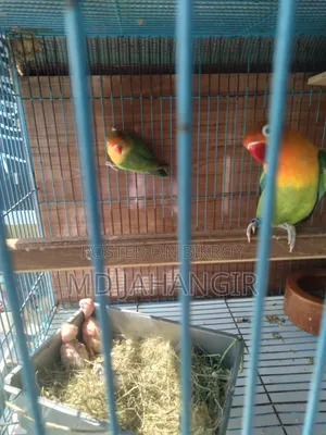 Breeding Pair Lovebirds