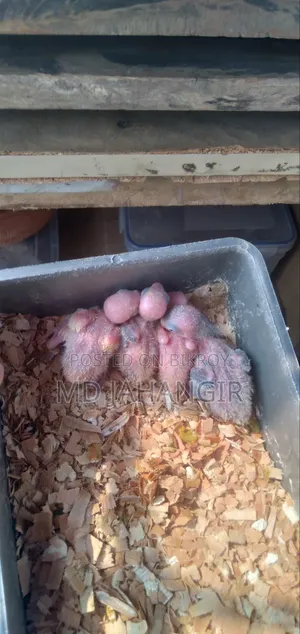 Breeding Pair Lovebirds