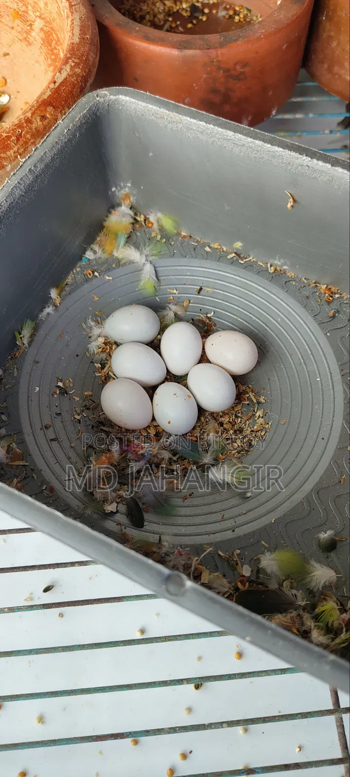 Breeding Pair Lovebirds