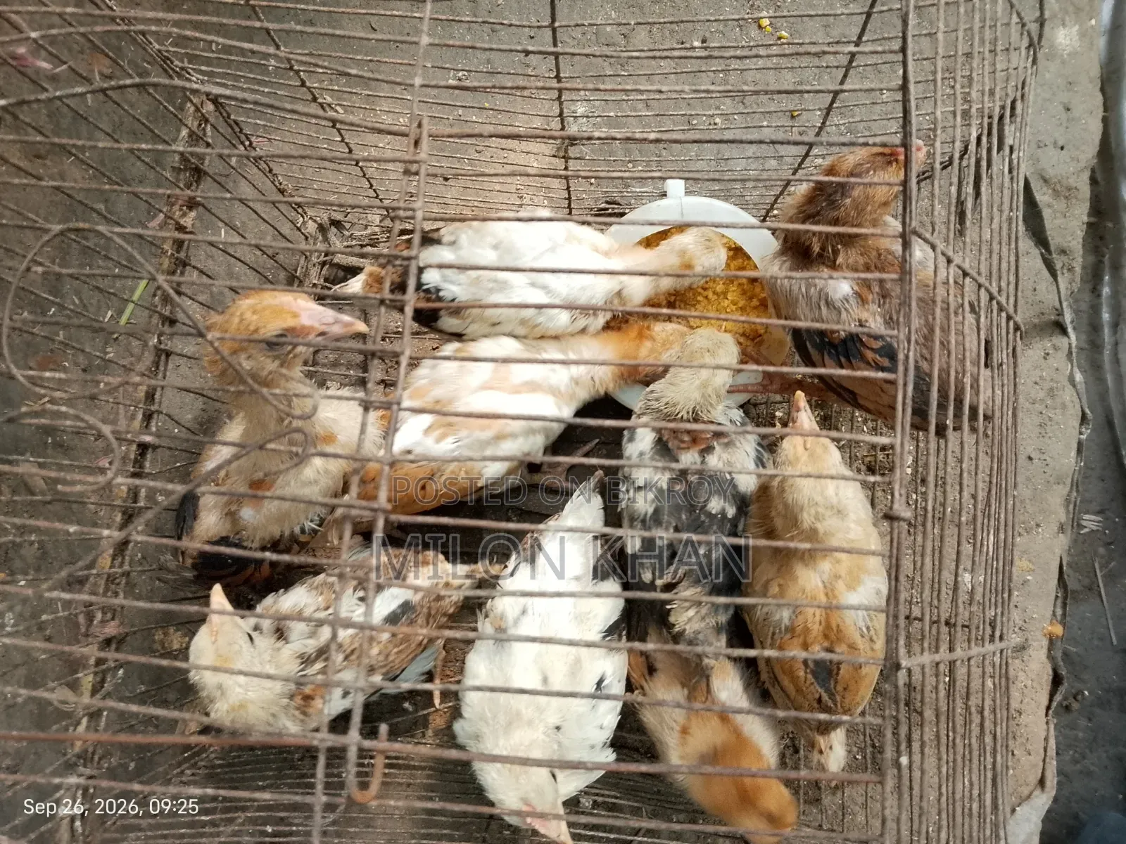 দেশী মুরগীর বাচ্চা